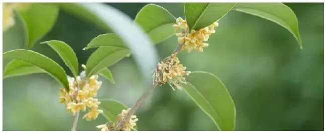 盆栽桂花怎么施肥 | 科普知识