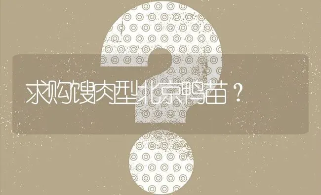 求购馊肉型北京鸭苗? | 养殖问题解答