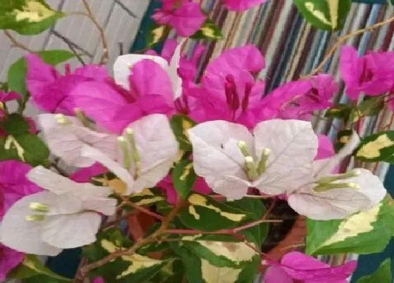 植物常识问题|三角梅花期后如何施肥花开不断