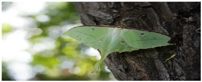 蛾子是益虫还是害虫 | 生活常识