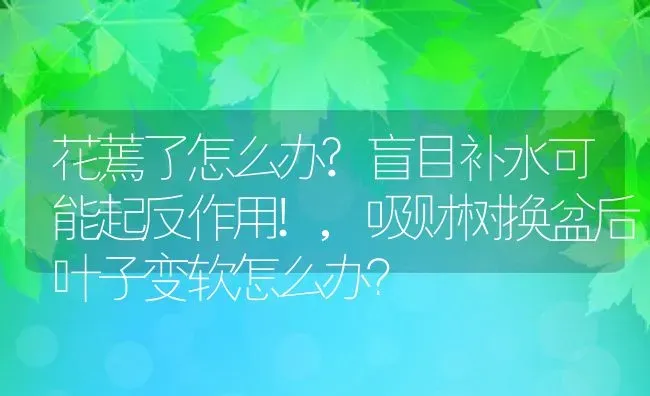 花蔫了怎么办?盲目补水可能起反作用!,吸财树换盆后叶子变软怎么办？ | 养殖常见问题