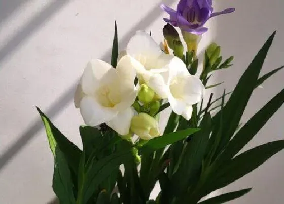 植物常识问题|十大最香的花 花期最长最好养的浓香型花卉盆栽
