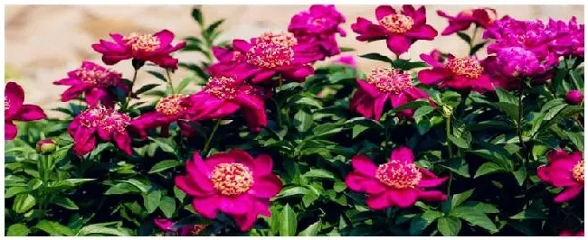芍药花的特点是什么 | 生活常识