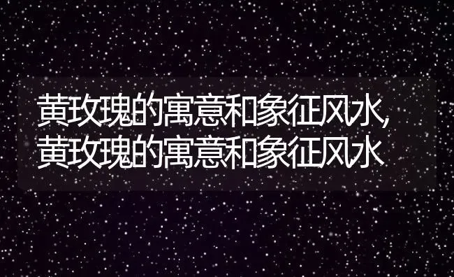 黄玫瑰的寓意和象征风水,黄玫瑰的寓意和象征风水 | 养殖常见问题