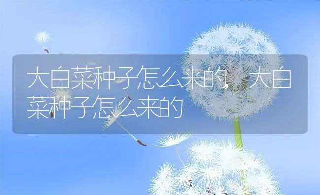 大白菜种子怎么来的,大白菜种子怎么来的 | 养殖常见问题