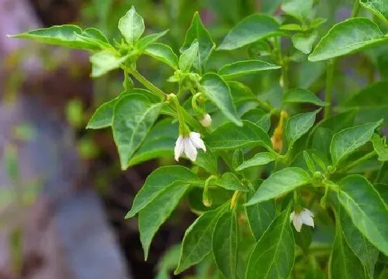 植物常识问题|辣椒只开花不结果是什么原因导致的