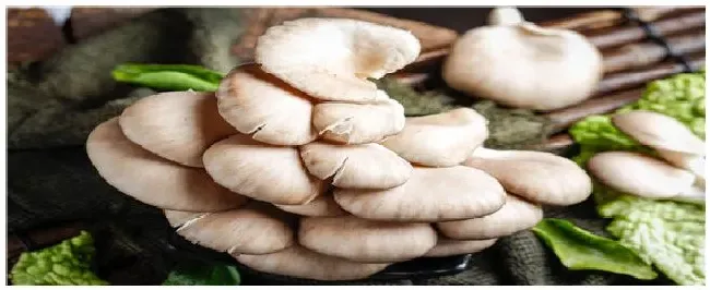 平菇650品种介绍 | 生活常识