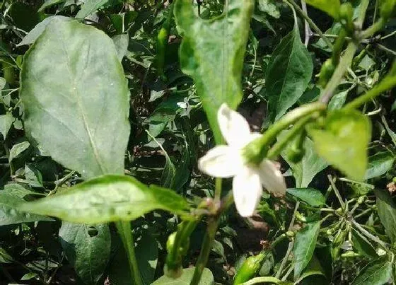 植物常识问题|辣椒只开花不结果是什么原因导致的