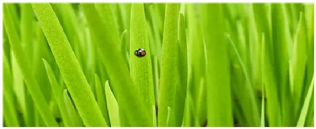 蜱虫分布在江苏哪些地区 | 农业问题