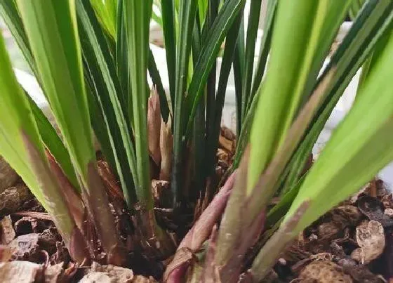 植物常识问题|如何避免兰花盆土上干下湿的现象