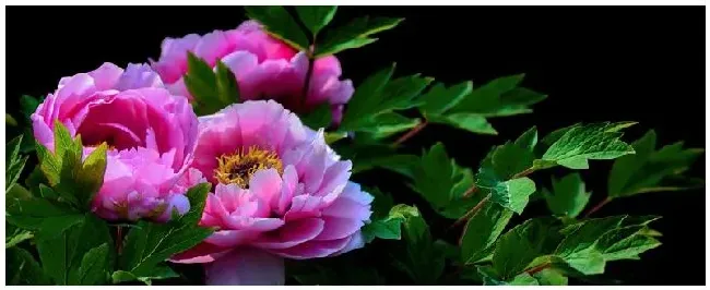 百花王是什么花 | 农业答疑