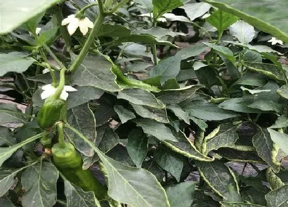 植物常识问题|辣椒只开花不结果是什么原因导致的