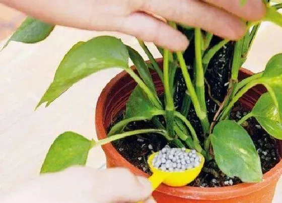 植物常识问题|新手养花哪些情况下坚决不施肥
