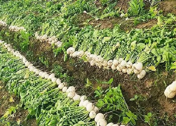 植物常识问题|白萝卜北方地区最晚什么时候种植 几月份种最好