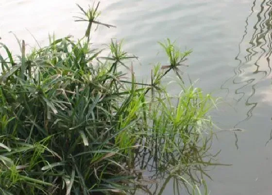 植物常识问题|深秋怎么修剪旱伞草从枯枝黄叶到碧绿有型