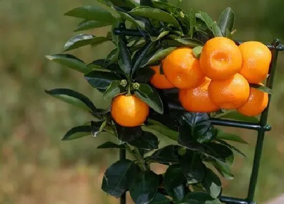 植物常识问题|盆栽观果植物冬季管理工作