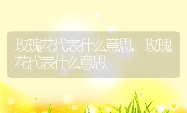 玫瑰花代表什么意思,玫瑰花代表什么意思 | 养殖常见问题