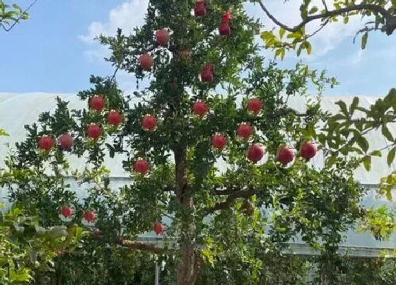 植物常识问题|怎样判断石榴树的公母  石榴树什么样的是母枝