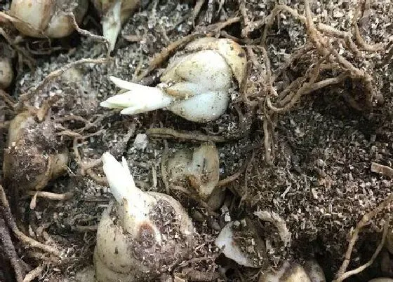 植物常识问题|百合花种球的种植方法