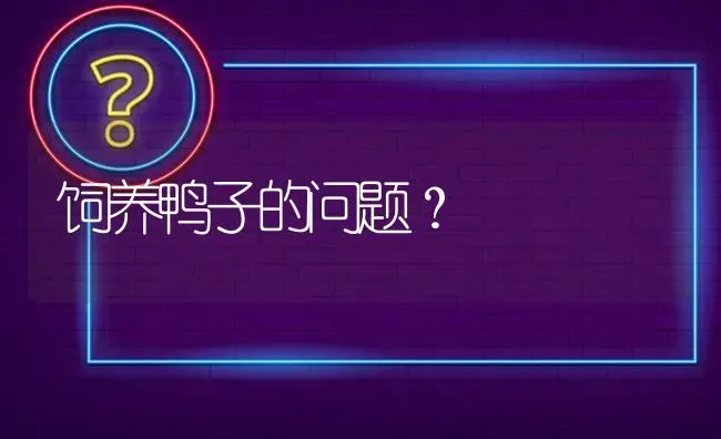 饲养鸭子的问题? | 养殖问题解答