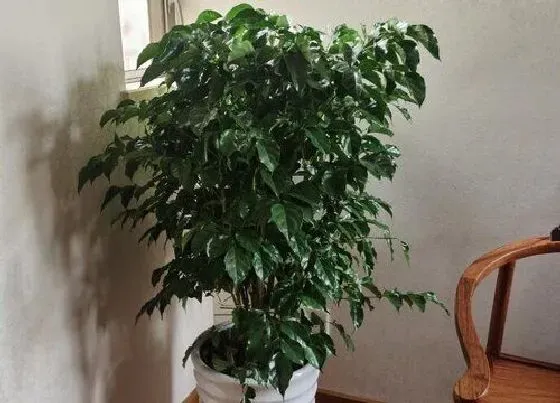 植物常识问题|幸福树好养吗