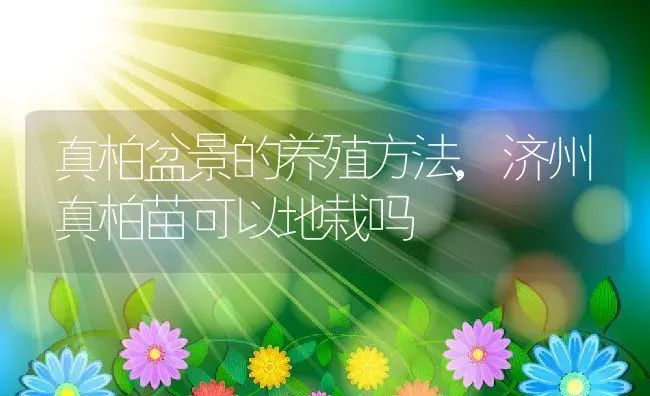真柏盆景的养殖方法,济州真柏苗可以地栽吗 | 养殖常见问题