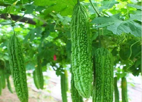 植物常识问题|苦瓜怎样种植才能高产（露天苦瓜提高产量的管理技术）