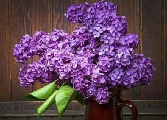 植物常识问题|十大最香的花 花期最长最好养的浓香型花卉盆栽