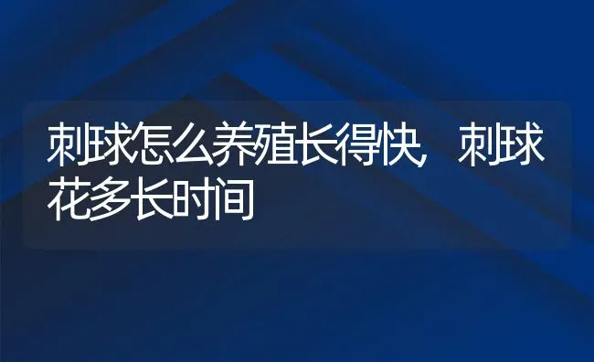 刺球怎么养殖长得快,刺球花多长时间 | 养殖常见问题