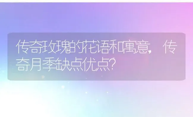 传奇玫瑰的花语和寓意,传奇月季缺点优点？ | 养殖常见问题