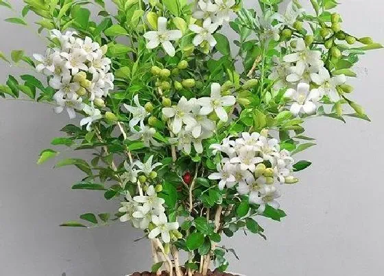 植物常识问题|十大最香的花 花期最长最好养的浓香型花卉盆栽