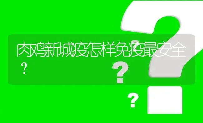 肉鸡新城疫怎样免疫最安全? | 养殖问题解答