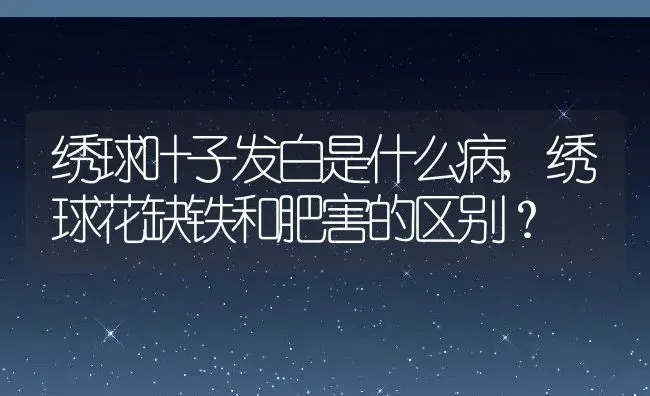 绣球叶子发白是什么病,绣球花缺铁和肥害的区别？ | 养殖常见问题