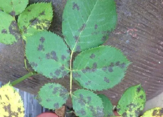 植物常识问题|室内养殖花卉遇到叶斑教你正确处理