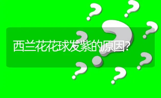 西兰花花球发紫的原因? | 养殖问题解答