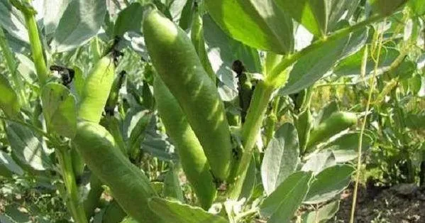蚕豆种子怎么种,蚕豆种子种植方法？