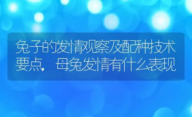 兔子的发情观察及配种技术要点,母兔发情有什么表现 | 养殖常见问题