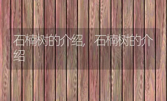 石楠树的介绍,石楠树的介绍 | 养殖常见问题