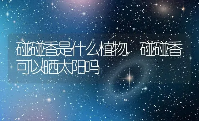 碰碰香是什么植物,碰碰香可以晒太阳吗 | 养殖常见问题