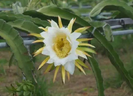 植物常识问题|五六月养护盆栽火龙果怎么避免腐烂