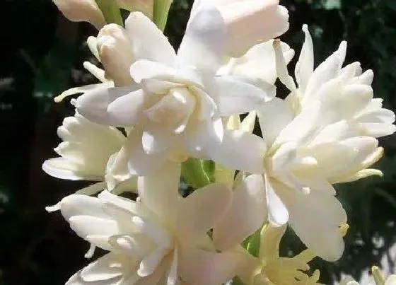 植物常识问题|十大最香的花 花期最长最好养的浓香型花卉盆栽