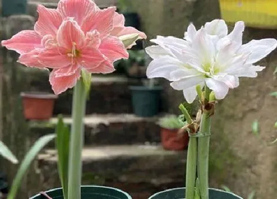 植物常识问题|阳台养十种花最好旺财 家里客厅阳台放什么植物风水好