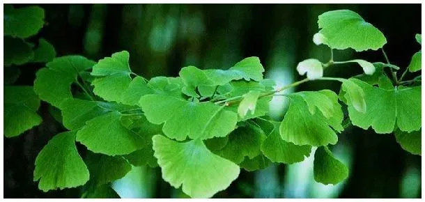 植物防冻剂有效果吗 | 生活常识