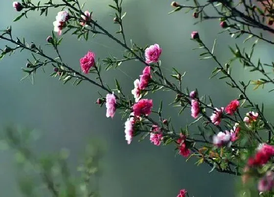 植物常识问题|梅花什么颜色的图片 梅花的外形特征及特点