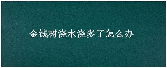 金钱树浇水浇多了怎么办 | 三农问答