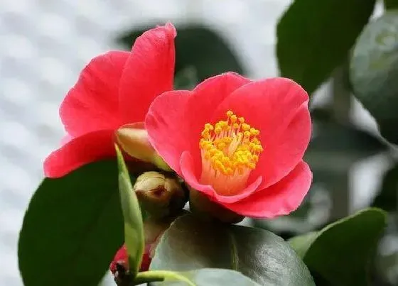 植物常识问题|冬季茶花叶片焦尖是哪些原因造成的