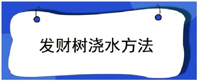 发财树浇水方法 | 农业答疑