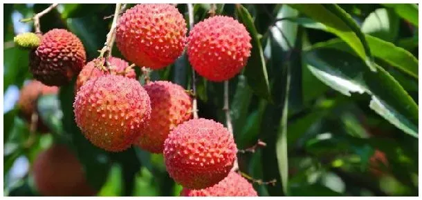 荔枝能在北方种植吗 | 农业问题