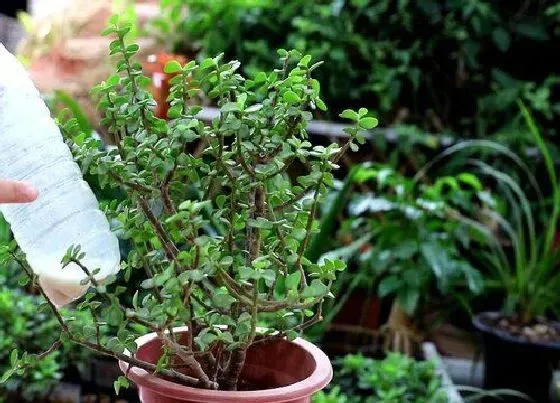 植物常识问题|新手养花哪些情况下坚决不施肥