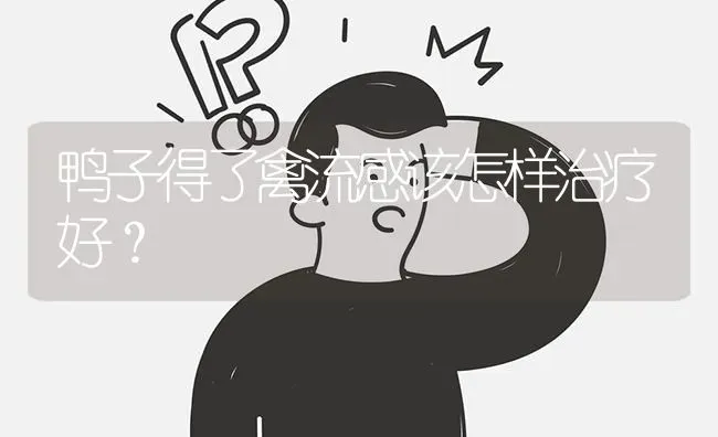 鸭子得了禽流感该怎样治疗好? | 养殖问题解答